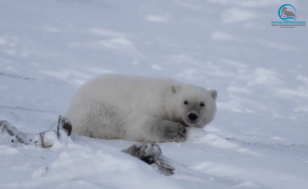 Московский зоопарк поможет чукотскому медвежонку