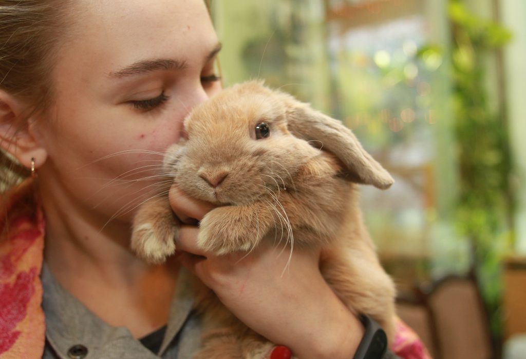 Фотофакт: выставка карликовых кроликов в Биологическом музее имени Тимирязева