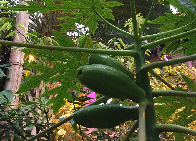 Ботанический сад МГУ принес урожай папайи