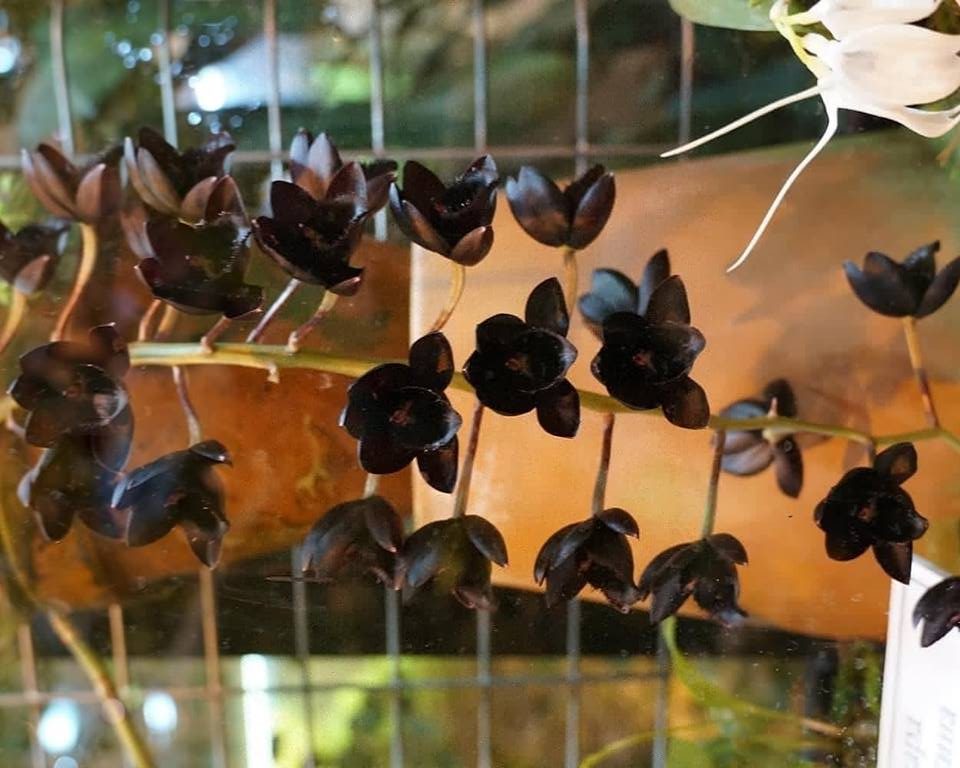 Самую черную орхидею в мире уберут с выставочного пространства