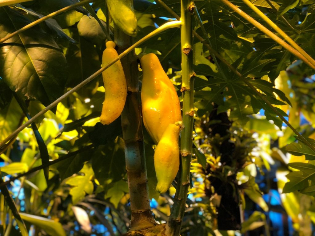 Урожай папайи созрел в «Аптекарском огороде»