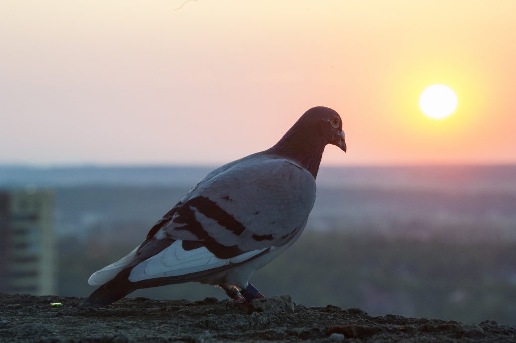 Московских птиц накрыла депрессия из-за погоды