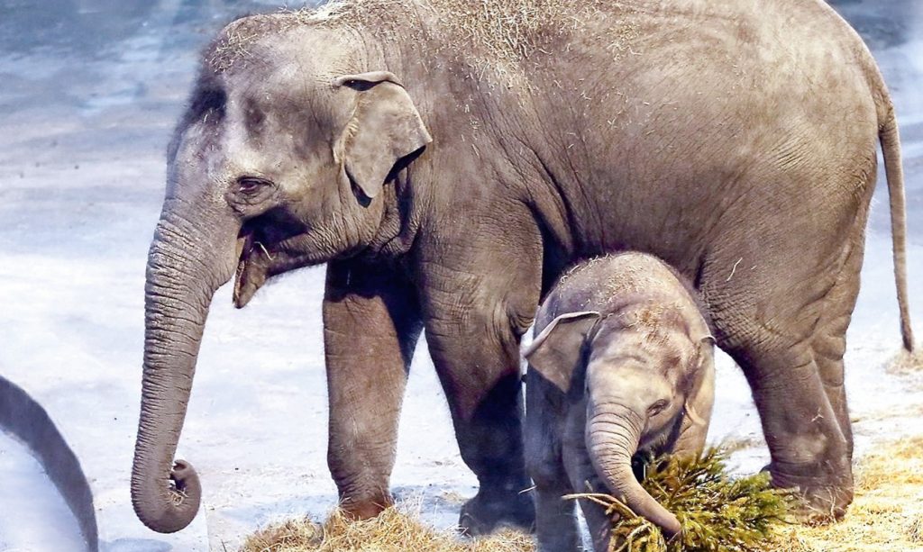 Новым слонятам дали имена в театре «Уголок дедушки Дурова»