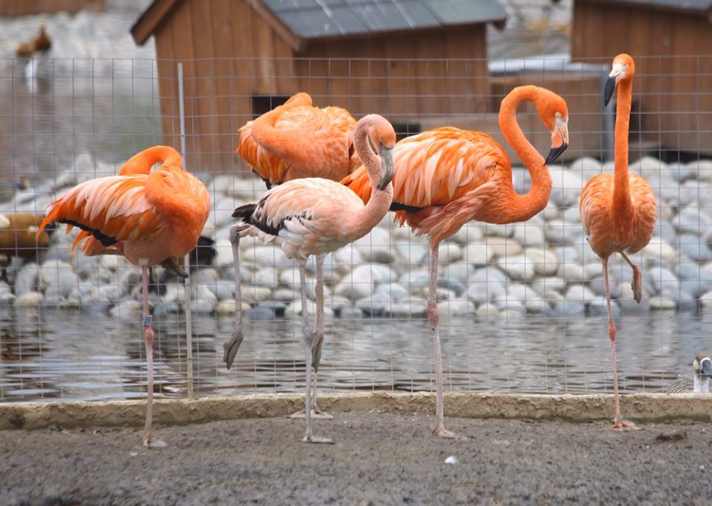 Сотрудники Московского зоопарка продали трех фламинго