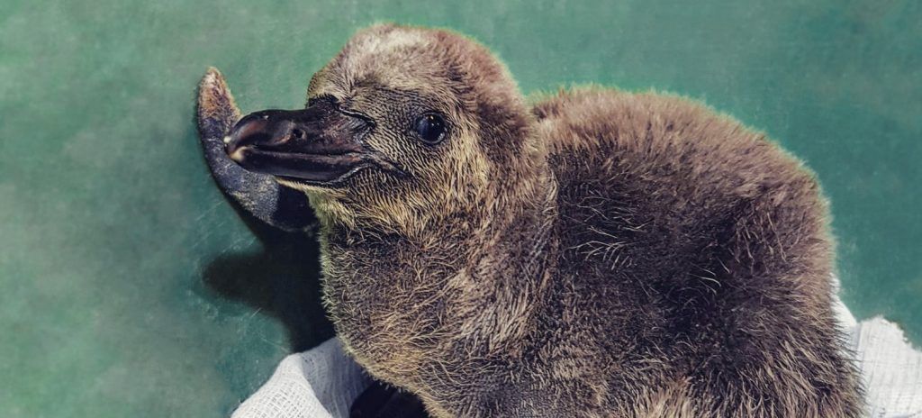 Пингвины и бакланы: первые птенцы родились в зоопарке в 2019 году. Фото: сайт мэра Москвы