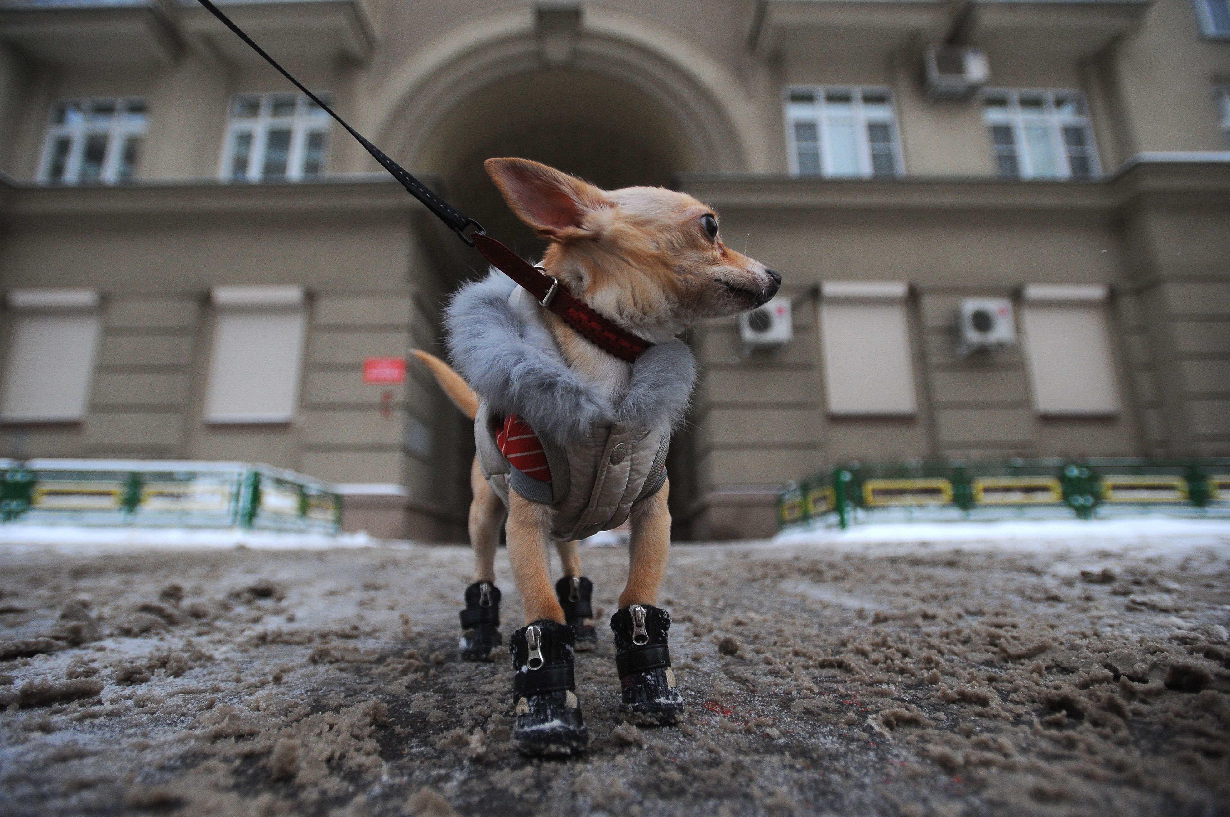 20 февраля 2018 года. Маленьким собачкам, таким, как этот чихуа-хуа, покупают не только одежду, но и специальную собачью зимнюю обувь. Маленькие черные ботиночки защищают лапки и от холода, и от грязи. Фото: Максим Новиков/ ТАСС