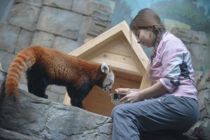 27 ноября 2015 года. Зоолог Наталья Папаева кормит красную панду по имени Зейн. Фото: Александр Казаков 