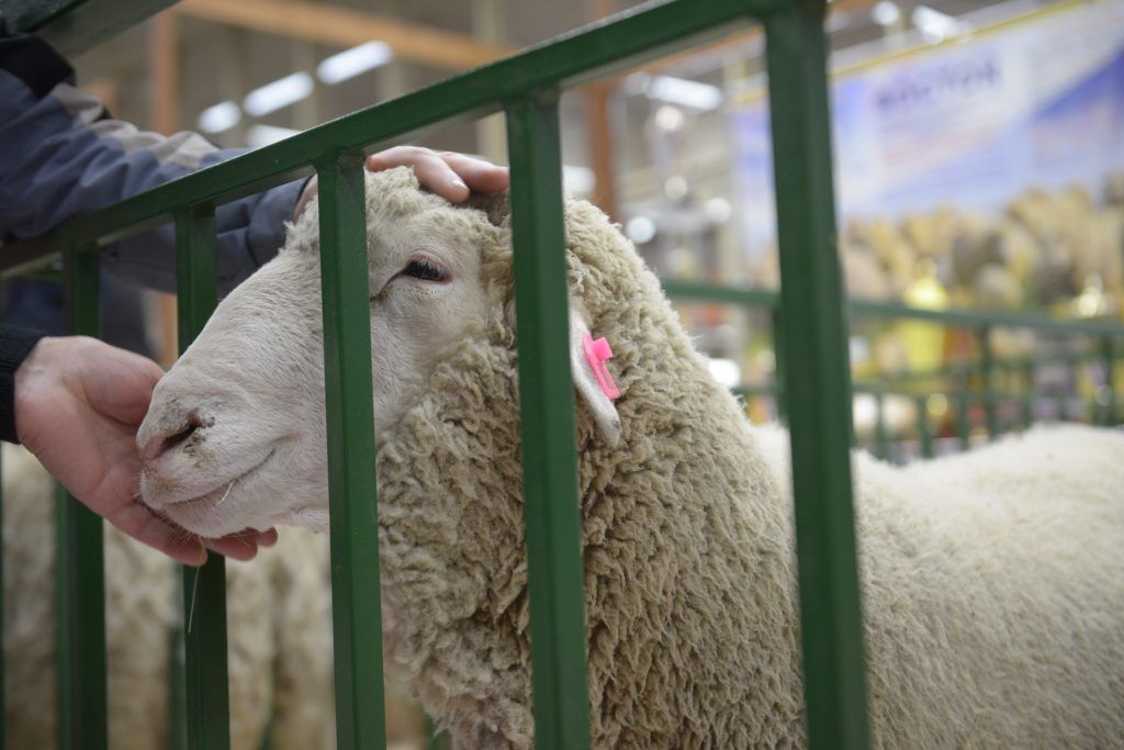 Московский зоопарк купил индонезийскую овцу для разведения