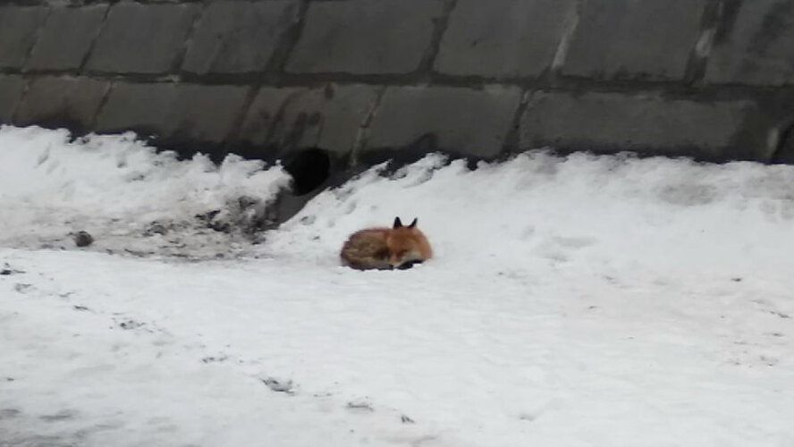 Лисица попала на лед на Москве-реке