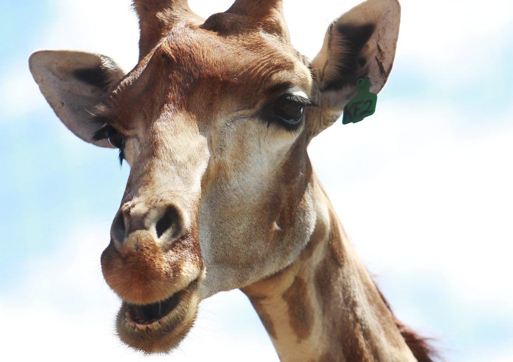 Московский зоопарк закроет павильон с жирафом и антилопами дикдик