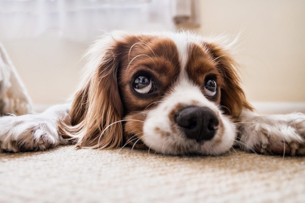 Москвичей пригласили на выставку, посвященную собаке. Фото: pixabay.com