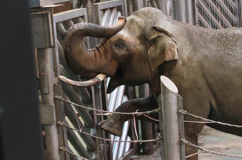 Слонят в театре «Уголок дедушки Дурова» научат откликаться на свои имена