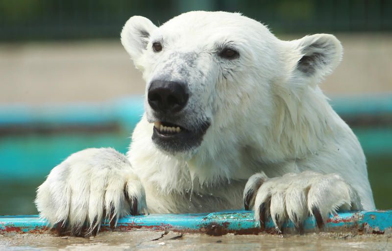 Викторину ко Дню белого медведя запустили сотрудники Московского зоопарка