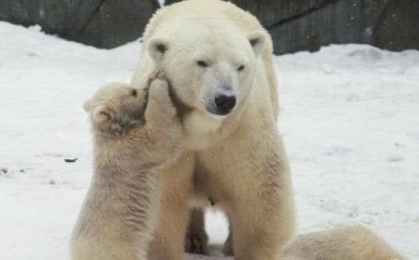 Международный день полярного медведя готовятся отметить в Московском зоопарке