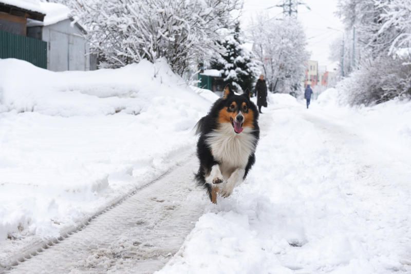 Обратная связь: собакам и их хозяевам теперь будет комфортно гулять. Фото: архив, «Вечерняя Москва»