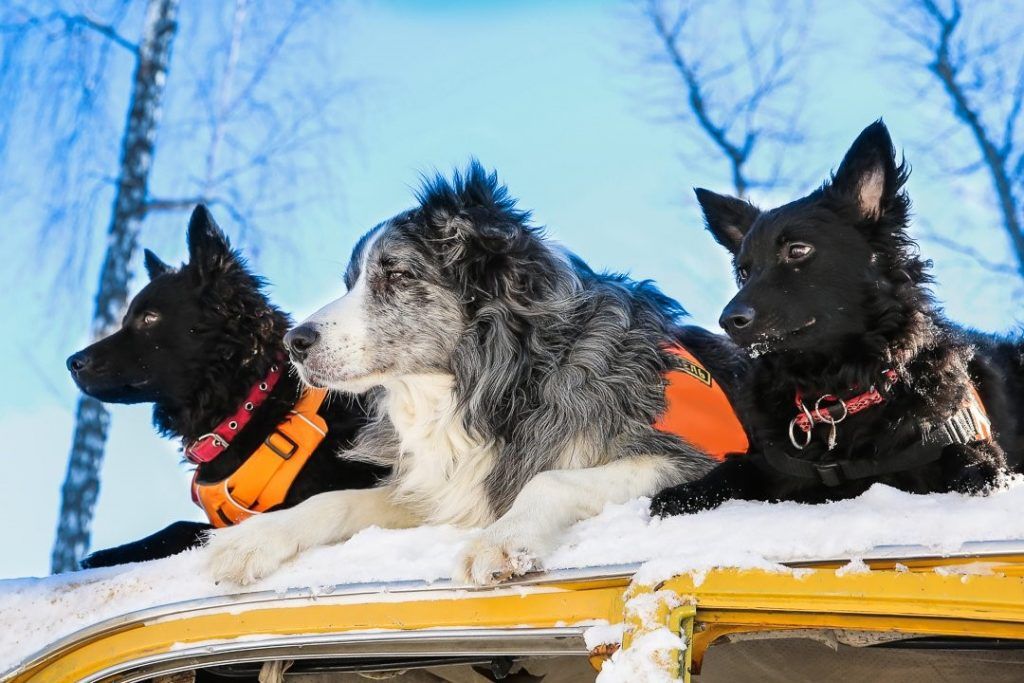 Собачья работа: как служат четвероногие спасатели