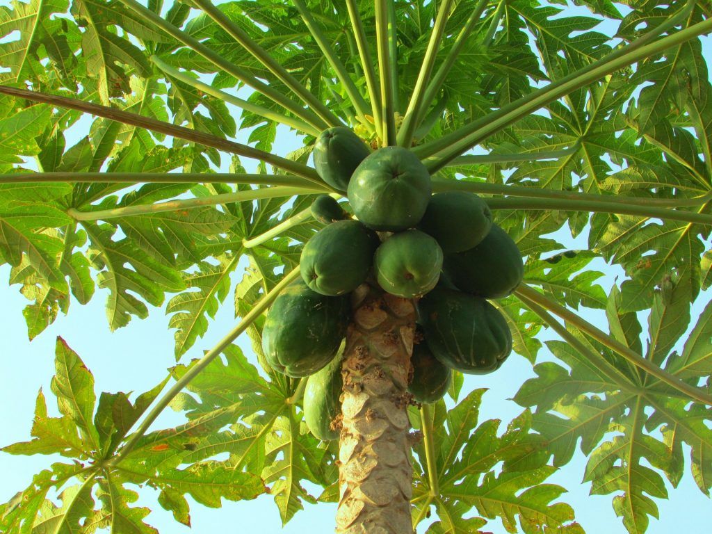 Сладкоежки украли плод папайи из «Аптекарского огорода» еще до дегустации