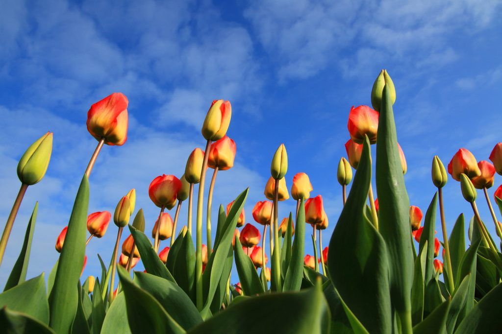 Ботанический сад МГУ раздаст луковицы тюльпанов в честь Дня всех влюбленных