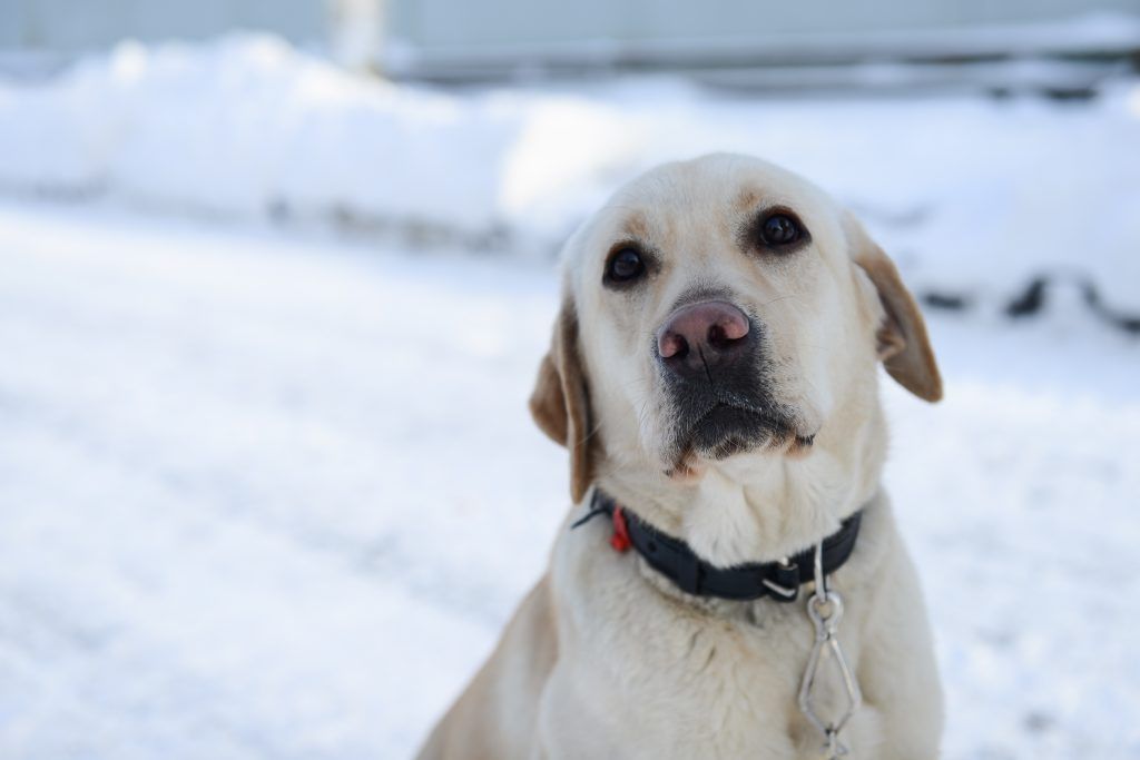 Лабрадоров признали самой распространений породой собак в Москве