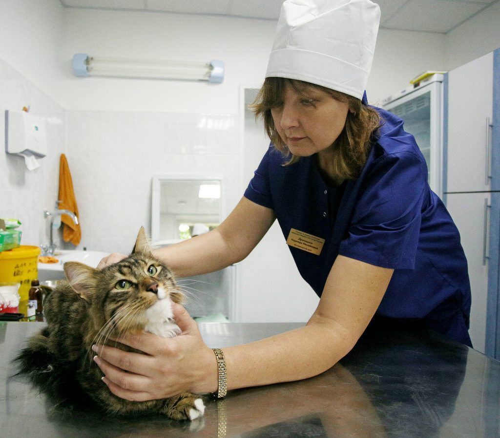 18 сентября 2017 года. Ветеринарный врач Ирина Преснякова делает прививку от бешенства коту Рысику. Фото: Антон Гердо 