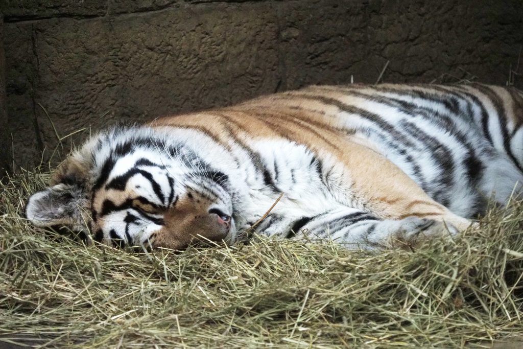 Московский зоопарк попросил посетителей не залезать в вольеры
