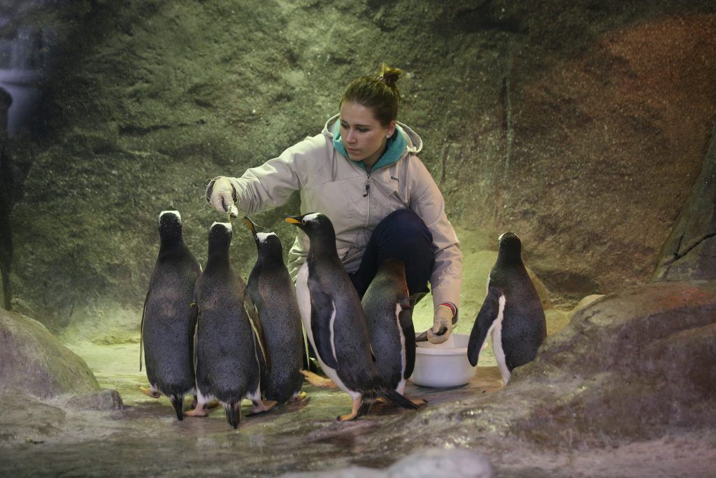 Московский зоопарк примет «Пингвиний парад»