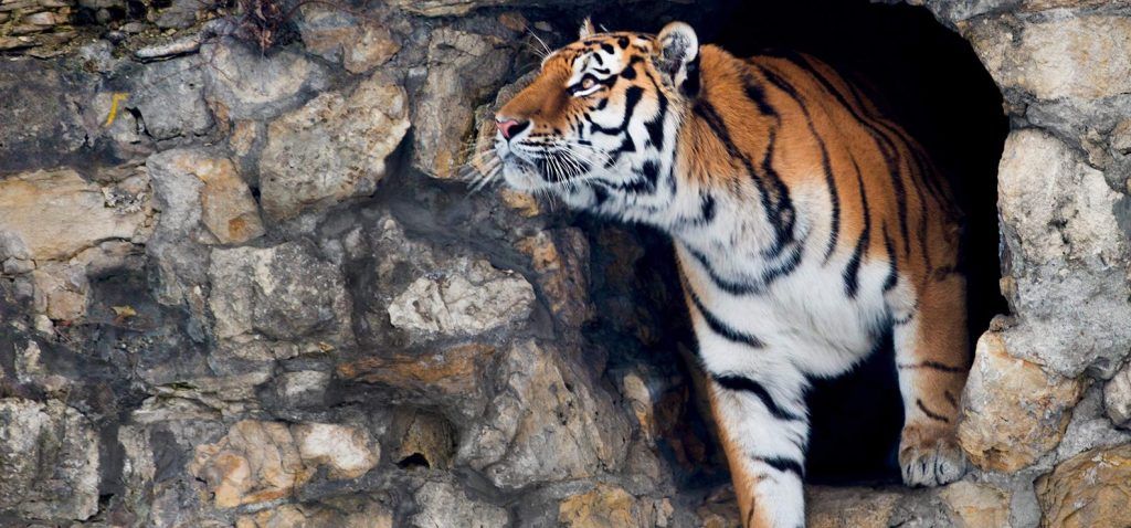 Московский зоопарк отправит амурского тигра в Америку. Фото: сайт мэра Москвы