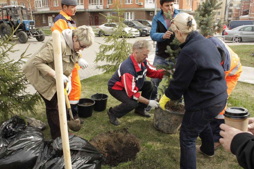 Николай Матвеев помогает высаживать деревья. Фото: Иван Петрушин