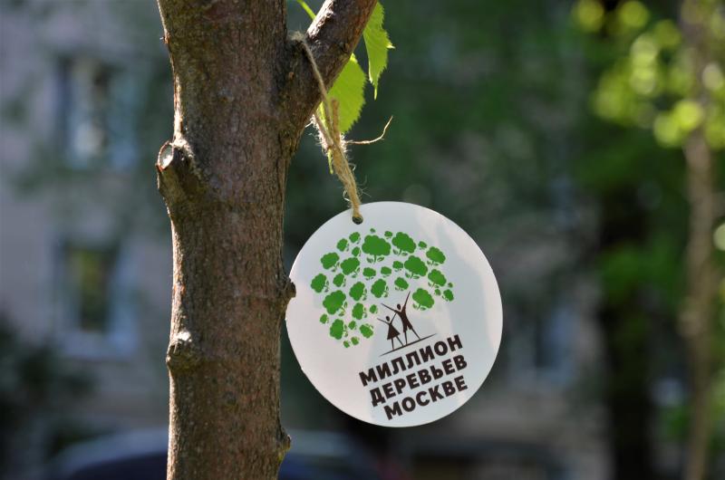 Более 100 деревьев украсят улицы Басманного района