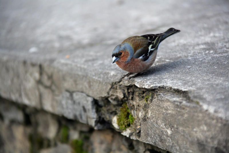Орнитологи нашли способ спасти птиц от столкновений со зданиями