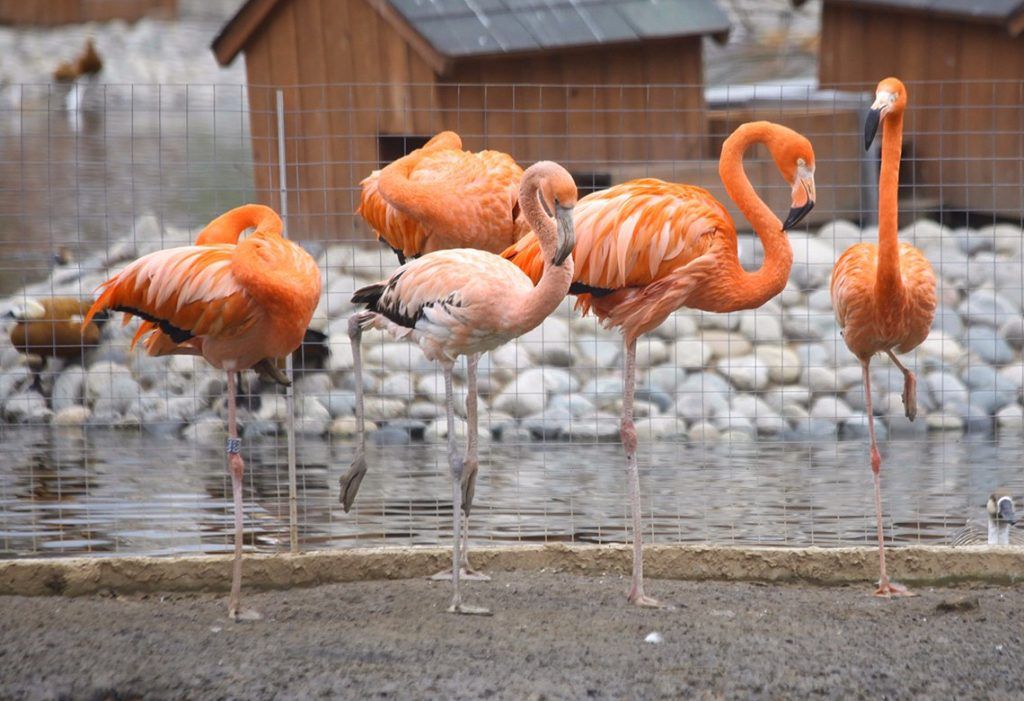 Фламинго в Московском зоопарке переселились в открытый вольер