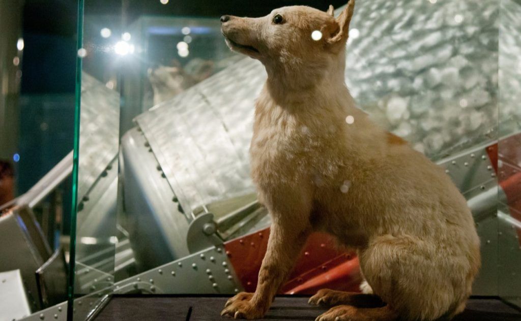 Шинель Гагарина и чучело собаки Козявки выставят в Музее современной истории России. Фото: сайт мэра Москвы
