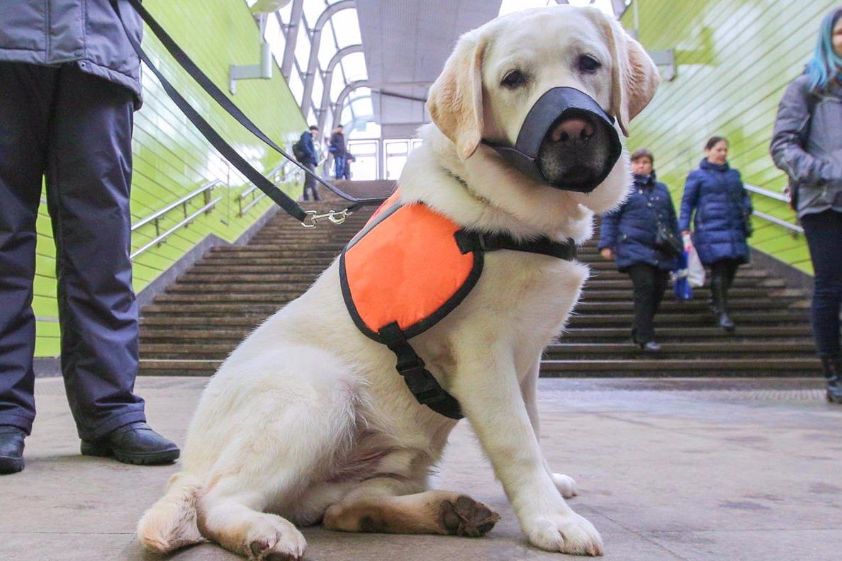 Акцию «День с собакой-проводником» устроят в центре Москвы. Фото: сайт мэра Москвы