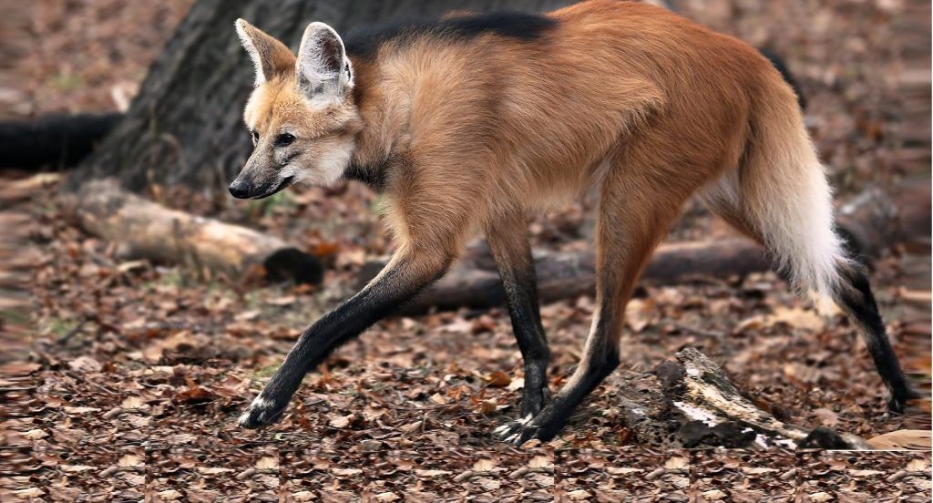 Представитель редкого вида волков появился в Московском зоопарке