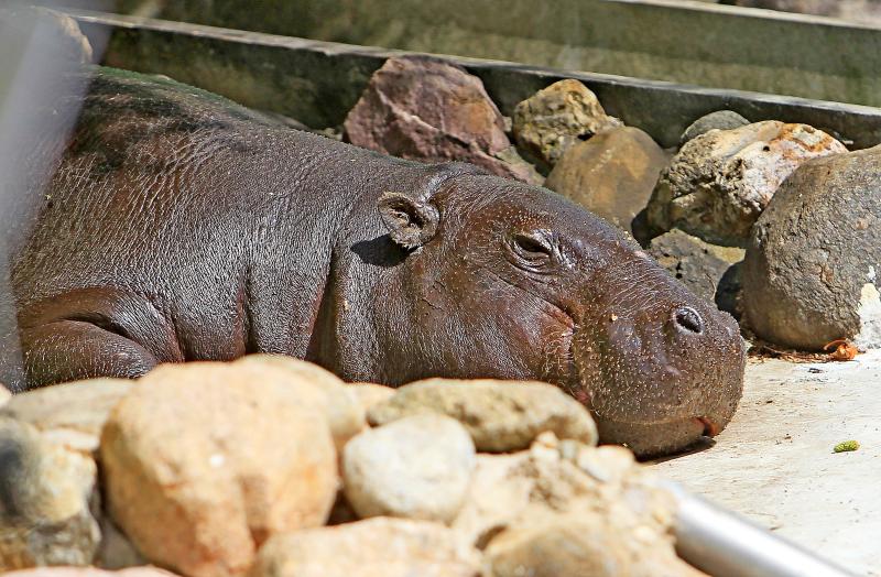 Самка карликового бегемота вышла в открытый вольер Московского зоопарка