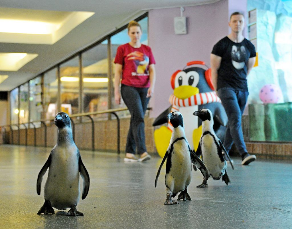 Фотофакт: Парад пингвинов устроили в Московском зоопарке