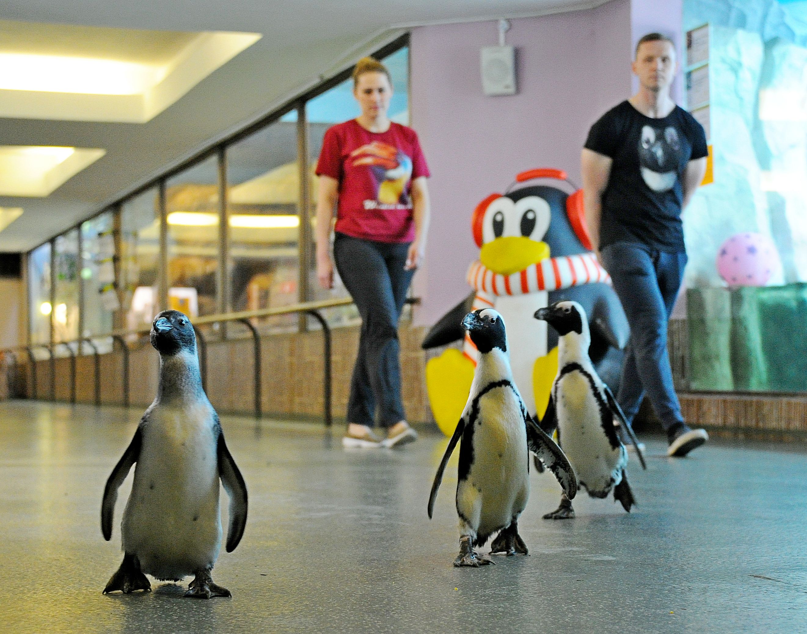 The mascot of the moscow zoo. Московский зоопарк пингвины. Пингвины в зоопарке Москва. Московский зоопаркпингаины. Очковые пингвины в Московском зоопарке.