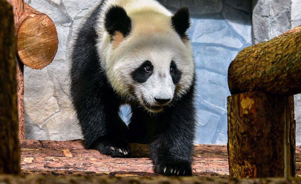 Поселившиеся в зоопарке панды полностью адаптировались