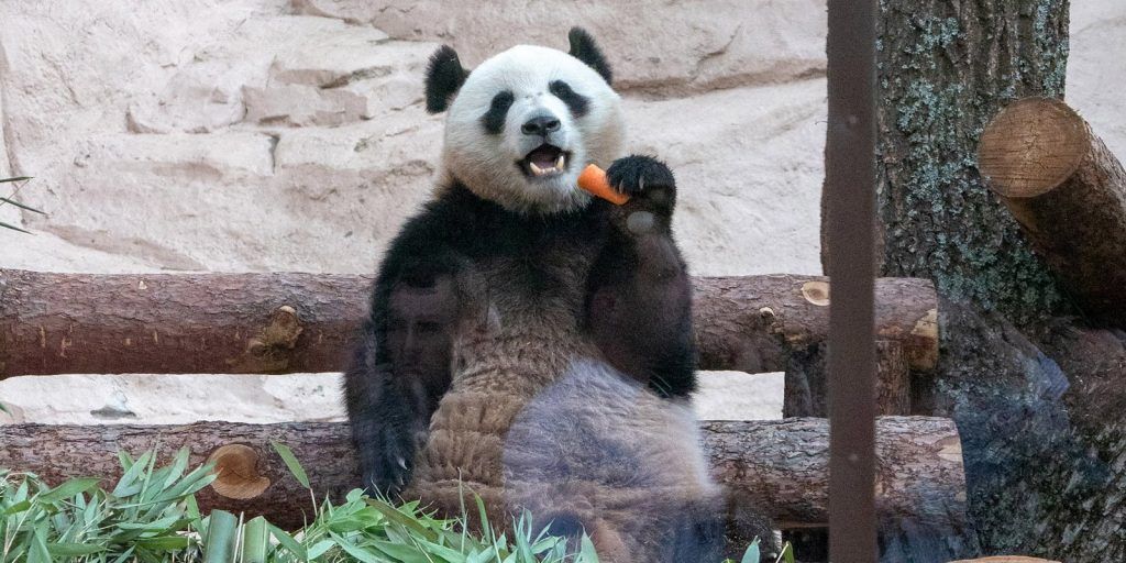 Две панды переехали из Китая в Московский зоопарк