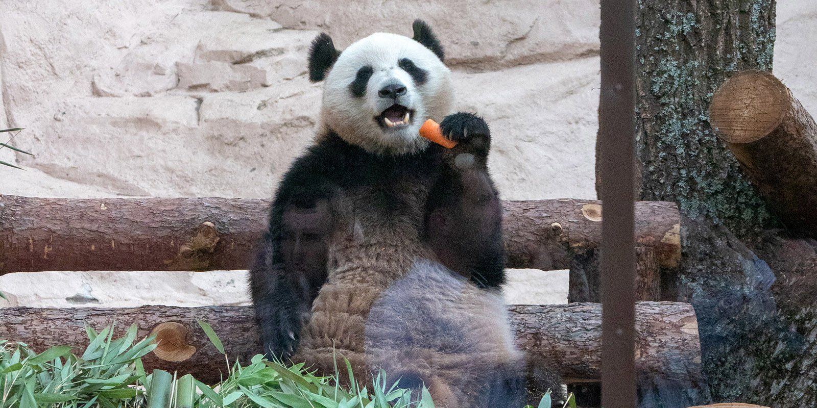 Две панды передали из Китая в Московский зоопарк. Фото: официальный сайт мэра Москвы