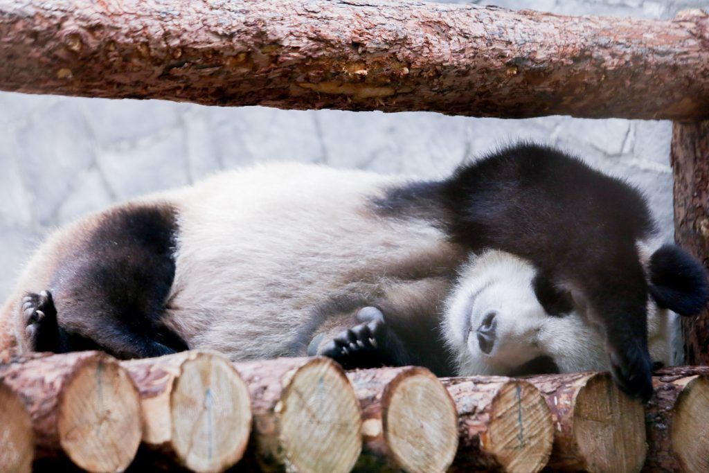 Китайские панды прошли 30-дневный карантин в Московском зоопарке