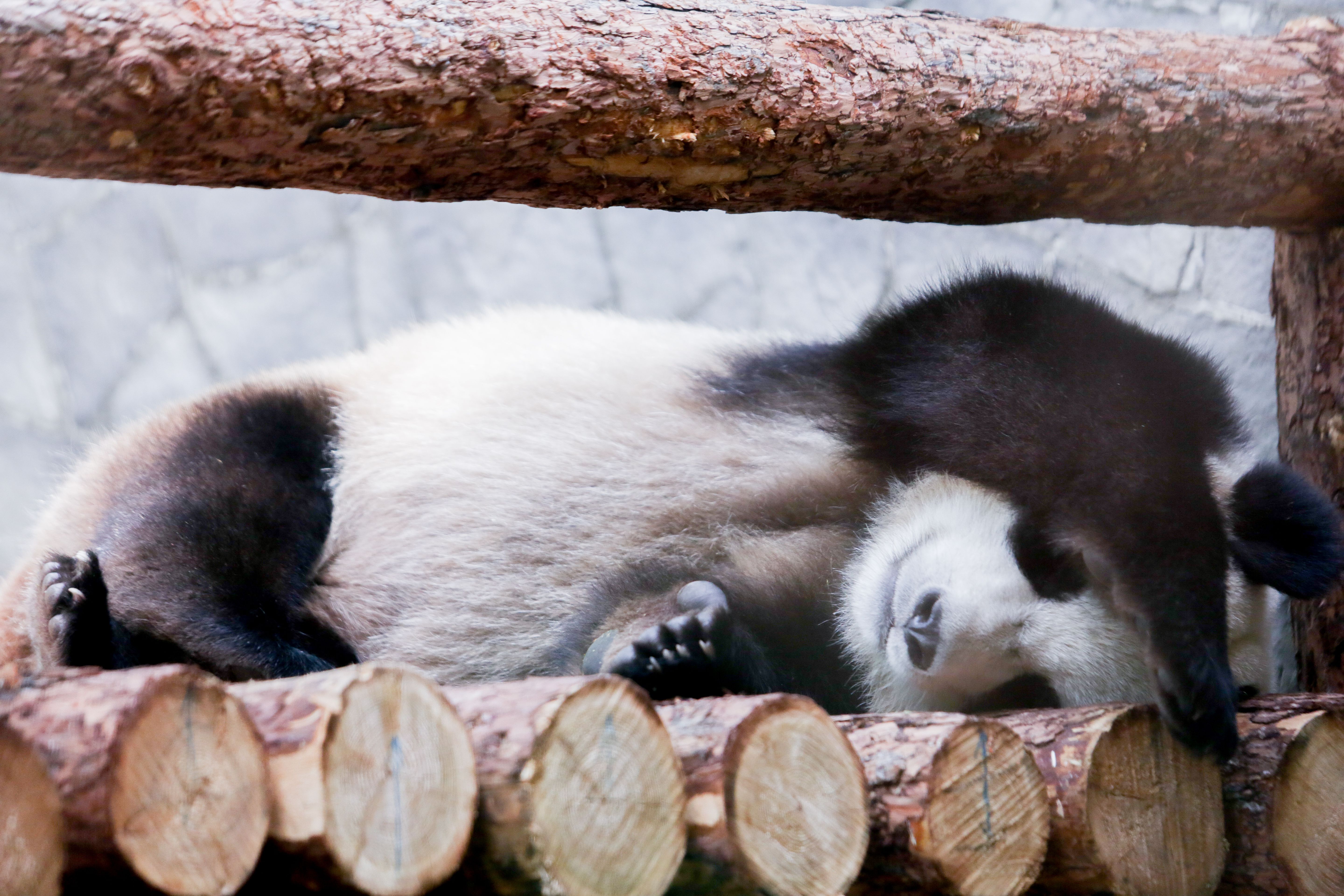 Зоопарк увидеть панду. Панда жуи в Московском зоопарке. Московский зоопарк панды жуи и Диндин. Панда Диндин из Московского зоопарка.