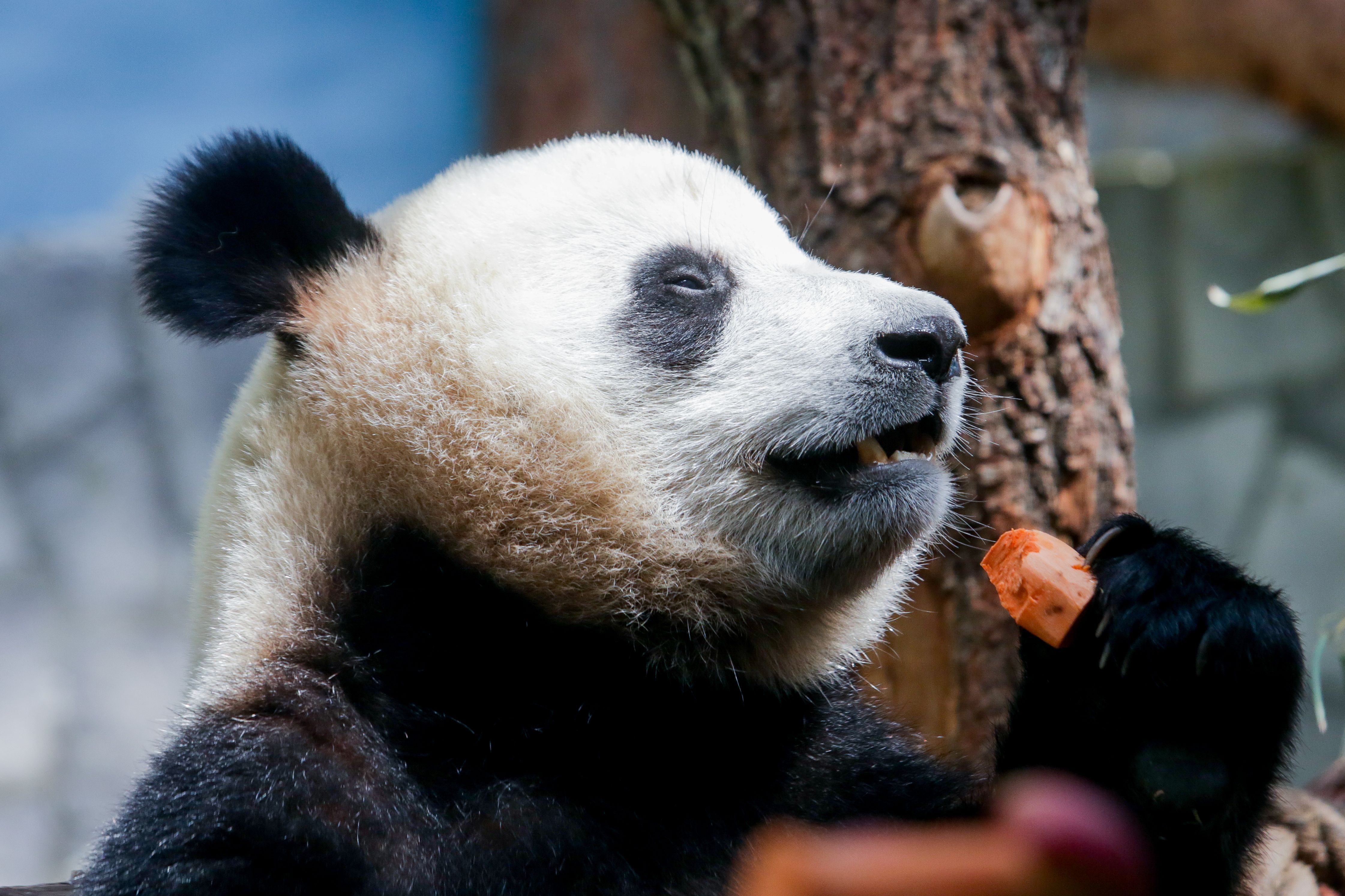 Зоопарк увидеть панду. Панда жуи в Московском зоопарке. Московский зоопарк панды жуи и Диндин. Зоопарк Москва панды жуи. Панда жуи из Московского зоопарка.