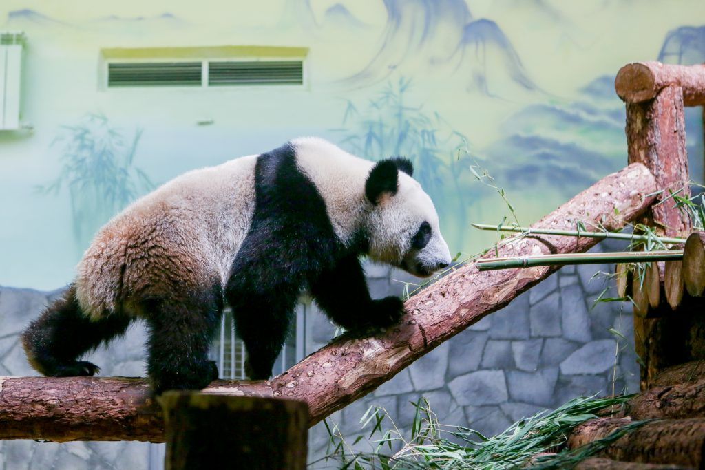 Московский зоопарк запустит онлайн-трансляции из вольеров панд