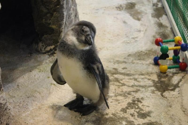 Птенцы пингвинов в Московском зоопарке научились выпрыгивать из воды. Фото: архив, «Вечерняя Москва»