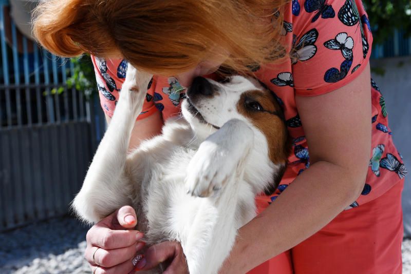 Собаки помогут студентам Высшей школы экономики снять стресс. Фото: Пелагия Замятина, «Вечерняя Москва»