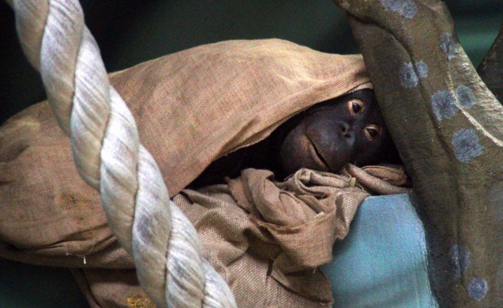 Новый вид обезьян появился в Московском зоопарке. Фото: сайт мэра Москвы