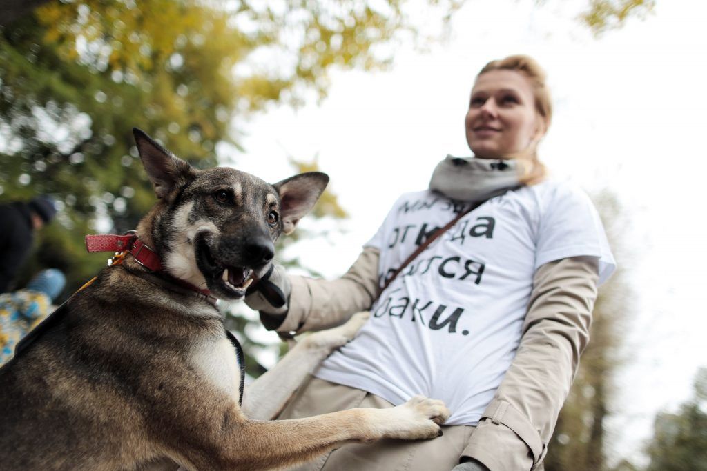Парки Москвы помогут бездомным собакам найти хозяев