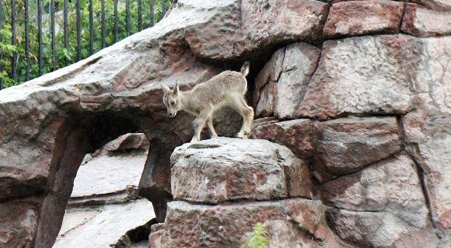 Ягненок редкого барана появился в Московском зоопарке