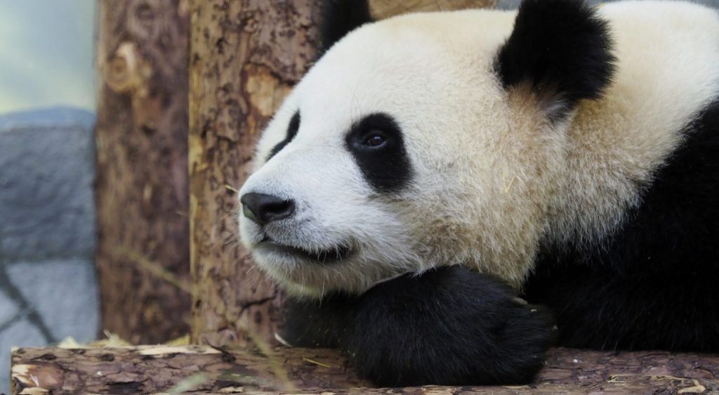 Китайские барабанщики приедут на день рождения панд в Московский зоопарк